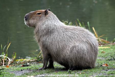 Hagenbeck Archiv 07042009 017