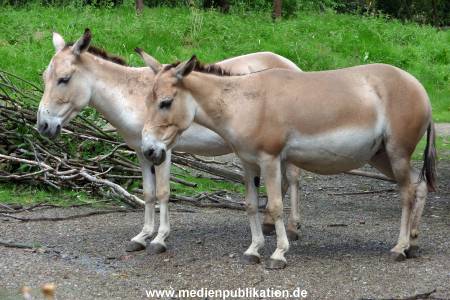 Hagenbeck Archiv 27032009 002