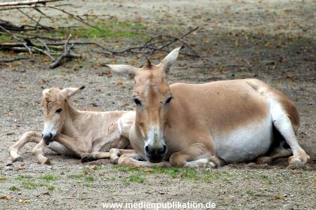 Hagenbeck Archiv 27032009 007