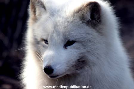 Hagenbeck Archiv 27032009 042