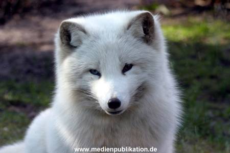 Hagenbeck Archiv 27032009 044
