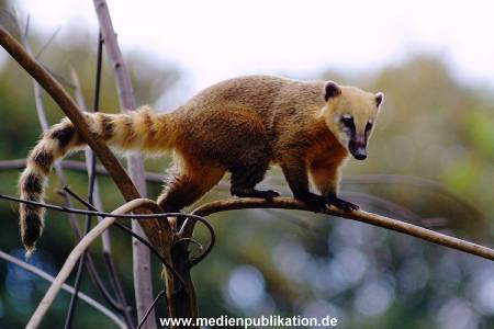Hagenbeck Archiv 27032009 054