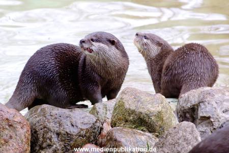 Hagenbeck Archiv 27032009 058