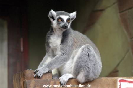 Hagenbeck Archiv 27032009 059
