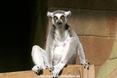 Hagenbeck Archiv 27032009 062