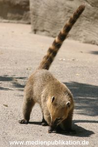 hagenbeck 05 03 023