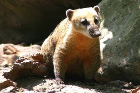 hagenbeck 05 03 024