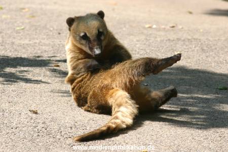 hagenbeck 05 03 025
