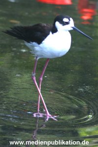 hagenbeck 05 03 106