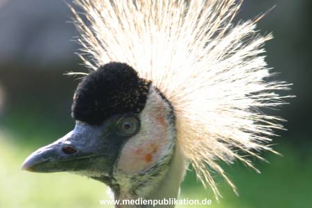 hagenbeck 05 03 108