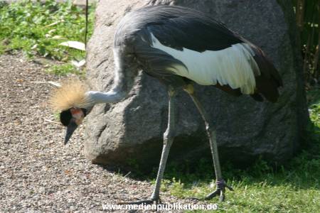 hagenbeck 05 03 109