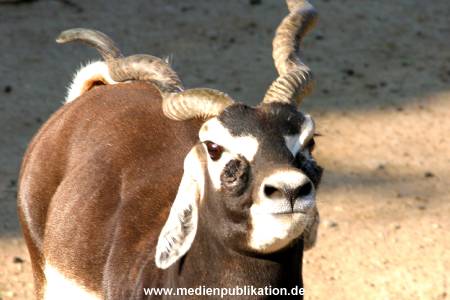 hagenbeck 05 03 119
