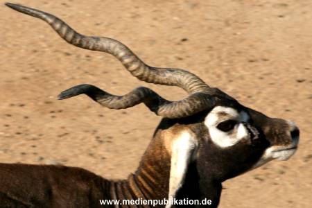 hagenbeck 05 03 120