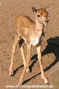 hagenbeck 05 03 121