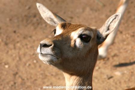 hagenbeck 05 03 122