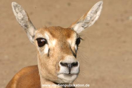 hagenbeck 05 03 123