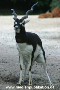 hagenbeck 05 03 124