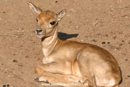 hagenbeck 05 03 125