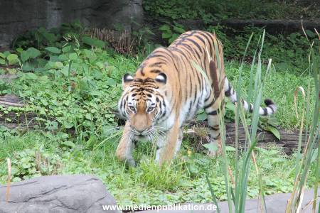 Hagenbeck 04082016 001
