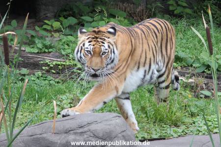 Hagenbeck 04082016 002