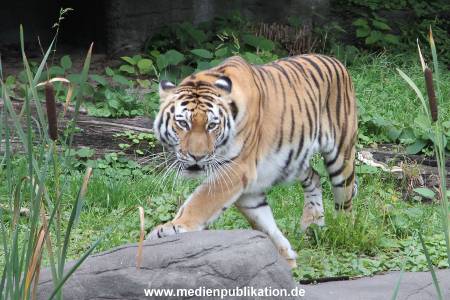 Hagenbeck 04082016 003