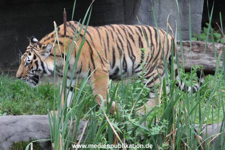 Hagenbeck 04082016 004