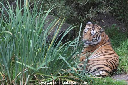 Hagenbeck 04082016 005