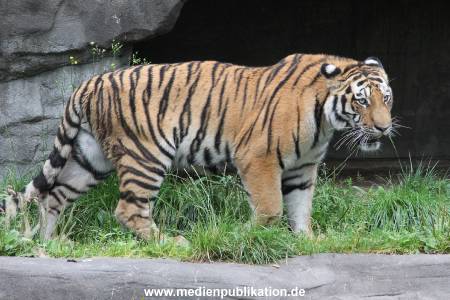 Hagenbeck 04082016 007