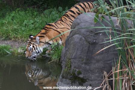 Hagenbeck 04082016 008