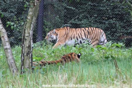 Hagenbeck 04082016 011