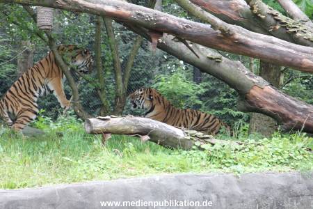 Hagenbeck 04082016 012