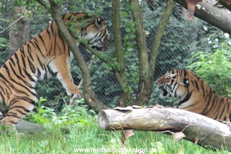 Hagenbeck 04082016 013