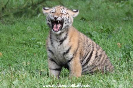 Hagenbeck 08052018 017