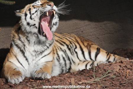 Hagenbeck 08052018 022