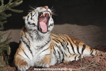 Hagenbeck 08052018 023