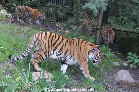 Hagenbeck 12102017 001