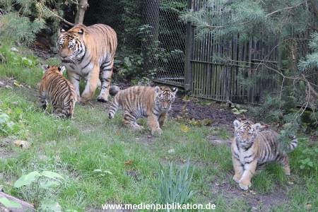Hagenbeck 12102017 004