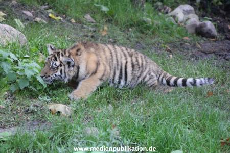 Hagenbeck 12102017 005