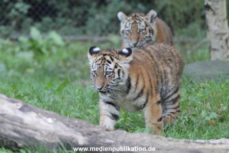 Hagenbeck 12102017 011