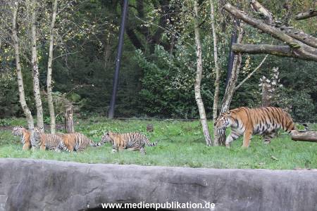 Hagenbeck 12102017 012