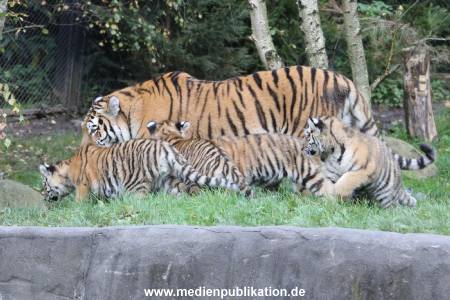 Hagenbeck 12102017 013