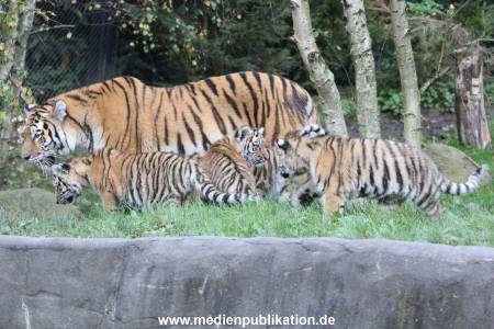 Hagenbeck 12102017 014