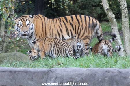 Hagenbeck 12102017 015