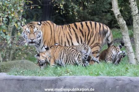 Hagenbeck 12102017 016
