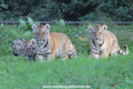 Hagenbeck 12102017 018