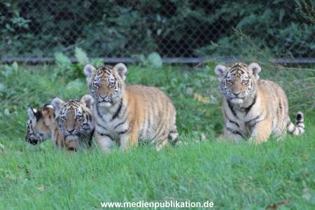 Hagenbeck 12102017 019