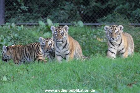 Hagenbeck 12102017 021