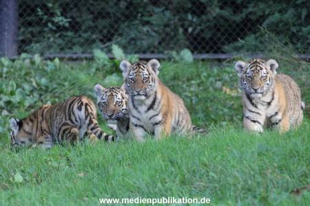 Hagenbeck 12102017 022