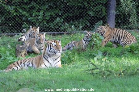 Hagenbeck 12102017 023