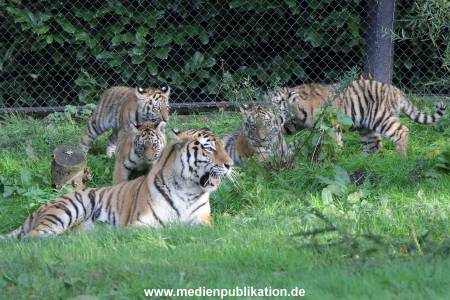 Hagenbeck 12102017 024